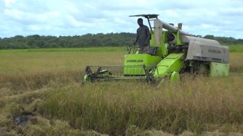 Guiné-Bissau – Colheita de arroz produzido por militares acompanhada de pedidos de mais investimento