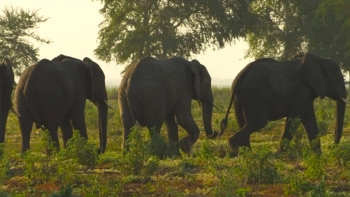 Imagem de Moçambique – Norte-americano Greg Carr investiu 5 milhões de dólares no restauro do Parque da Gorongosa