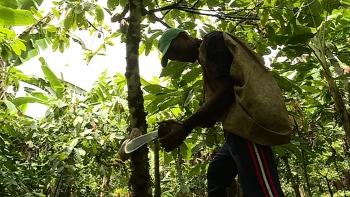 São Tomé e Príncipe – Sistema agroflorestal do cacau classificado como património agrícola