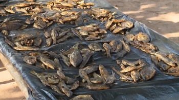 Moçambique – Autoridades investigam envenenamento de centenas de peixes no Niassa