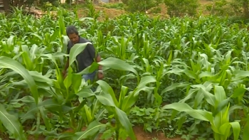 Cabo Verde – Avaliação técnica da situação agrícola vai ser realizada na próxima semana