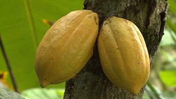 Imagem de São Tomé e Príncipe pretende aumentar a rentabilidade do cacau e do chocolate produzidos no país