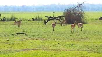 Moçambique – Parque Nacional recebeu prémio de Conservação da Biodiversidade da Fundação BBVA