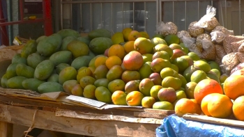 Guiné-Bissau quer consolidar a manga como segundo produto nacional, depois do caju