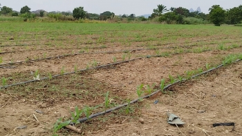 Imagem de Angola – Falta de apoio condiciona produção agrícola no município de Caimbambo