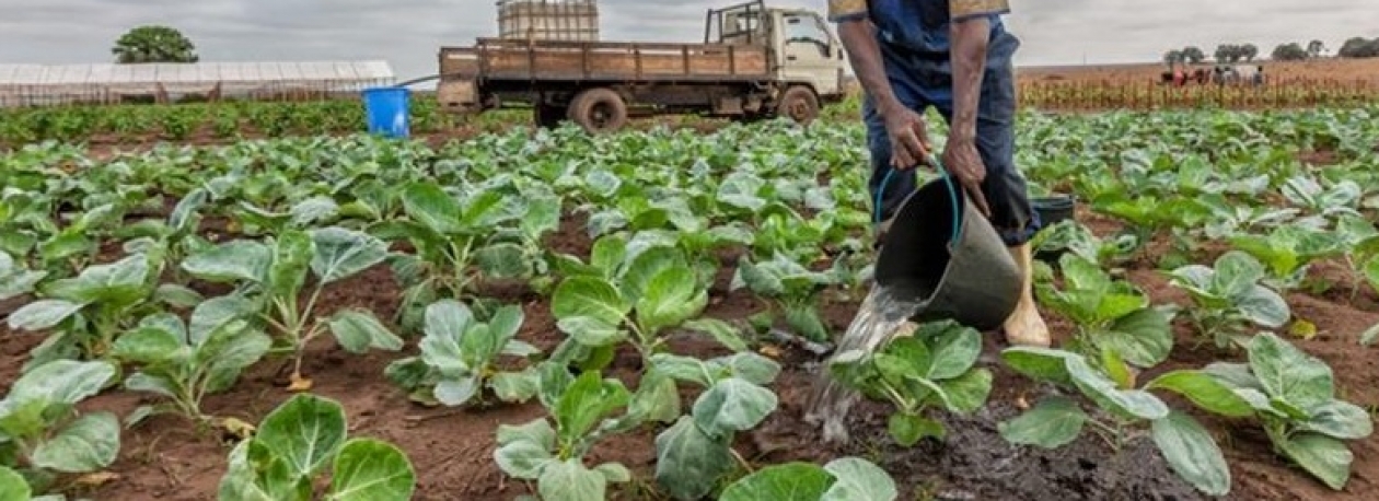 Imagem de Especial CPLP – Agricultura