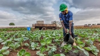 Imagem de Angola vai receber, no início de dezembro, um grupo de empresários brasileiros do setor do agronegócio