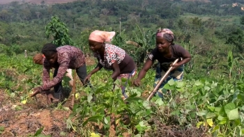 Imagem de Angola – Presidente da República pede plano ambicioso para agricultura 