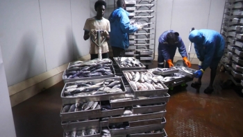 Guiné-Bissau – Governo garante que não haverá escassez de pescado no país até fim ano