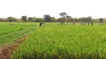 Guiné-Bissau – Solos do país estão em degradação, em grande parte devido à ação humana