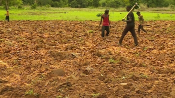 Guiné-Bissau – Estudo da ONG Tiniguena alerta para o risco de extinção de sementes agrícolas no país