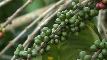 Imagem de São Tomé e Príncipe sofre impacto da escalada dos preços do café e do cacau nos mercados internacionais