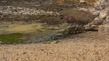 Imagem de Moçambique – Fiscais florestais paralisam atividades em parque no sul do país