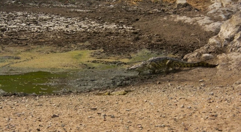 Moçambique – Fiscais florestais paralisam atividades em parque no sul do país