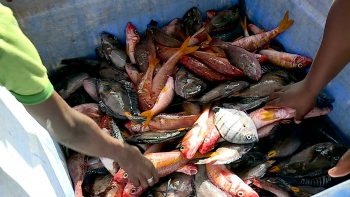 Imagem de Cabo Verde – Comissão do Parlamento Europeu aprova acordo de pescas com o país