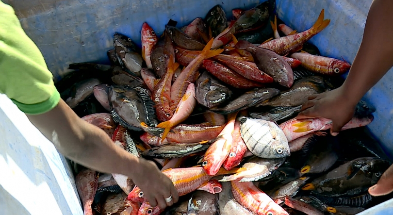 Imagem de Cabo Verde – Comissão do Parlamento Europeu aprova acordo de pescas com o país