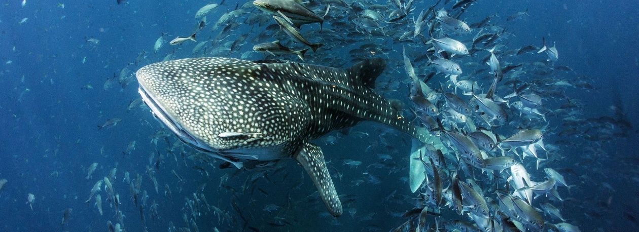 A Ilha dos Gigantes