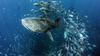 A Ilha dos Gigantes