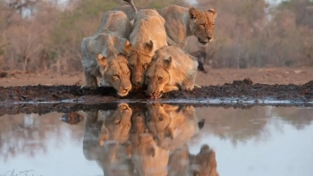 Imagem de África Colossal – Mashatu