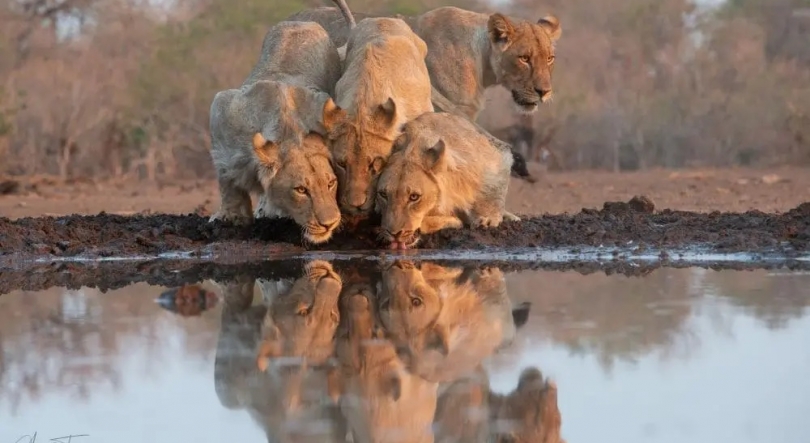 África Colossal – Mashatu