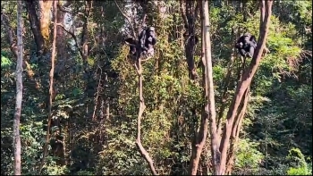 Imagem de Guiné-Bissau – Lançamento de videoclip sobre conservação de Chimpanzés ameaçados de extinção