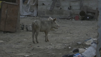 Imagem de Cabo Verde – Peste suína africana confirmada na ilha da Boa Vista