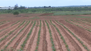 Imagem de Angola – Governo relança Pólo Agro-Industrial da Quiminha para exploração