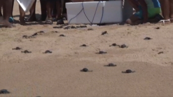 Imagem de Angola – Mais de 60 mil tartarugas devolvidas ao mar, no âmbito do projecto de preservação desta espécie marinha