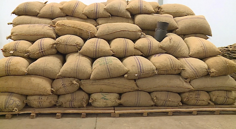 Imagem de Guiné-Bissau - 3 primeiros meses de comercialização da castanha de caju com crescimento nas exportações e menos contrabando