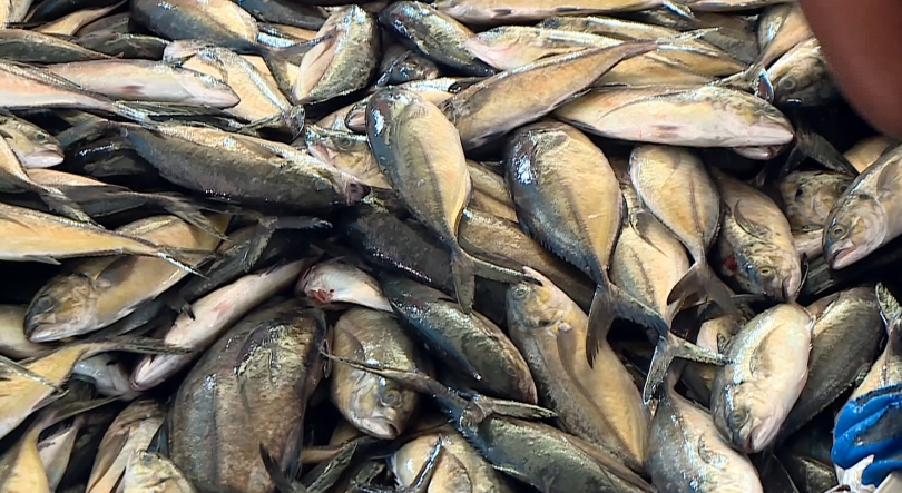 Imagem de Pesca em Moçambique à espera de novo recorde de mais de 548 mil toneladas em 2025