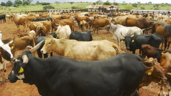 Imagem de Angola – Criadores de gado no Planalto de Camabatela desafiados a investir na pecuária moderna