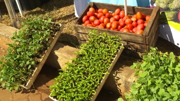 Imagem de Moçambique – PR espera crescimento de 5% da produção agrícola no país em 2025