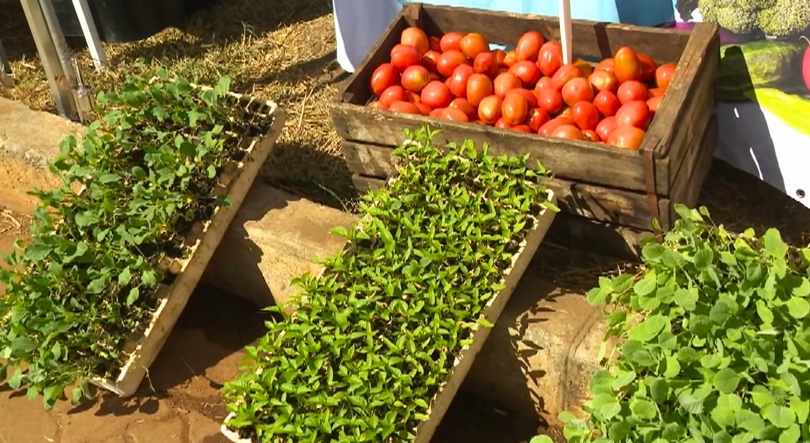 Imagem de Moçambique  – Exportação de legumes e hortícolas cresce 11% em 2024 para 142 ME