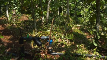 Imagem de São Tomé e Príncipe – Produtores de pimenta contam com novos sistemas de irrigação 