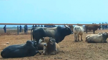Imagem de Angola – Feira Agropecuária de Benguela conta com a participação de mais de 100 expositores