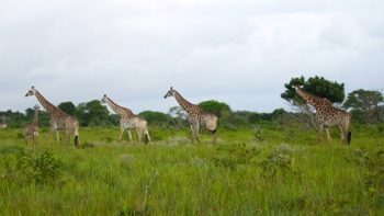Imagem de Moçambique – CPLP apoia candidatura do Parque Nacional de Maputo a património mundial da Unesco
