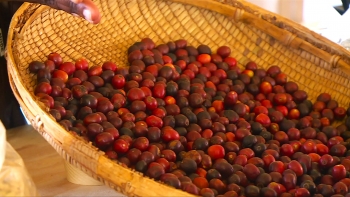 Imagem de Moçambique – Governo prevê produção de quase 100 toneladas de café este ano