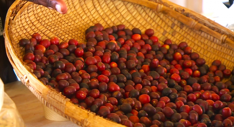Imagem de Moçambique – Governo prevê produção de quase 100 toneladas de café este ano