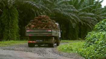 Imagem de São Tomé e Príncipe – PM garante melhorias na estrada entre Ribeira Peixe e Porto Alegre