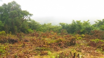 Imagem de Guiné-Bissau – Ministro do Ambiente pede mobilização nacional pela preservação do meio ambiente