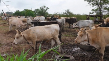 Imagem de Guiné-Bissau – FAO pretende assegurar o abastecimento de água ao gado em épocas críticas