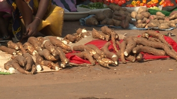 Imagem de Guiné-Bissau – Governo aposta na produção local e na transformação de mandioca e batata doce