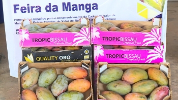 Imagem de Guiné-Bissau – Feira da Manga promove consumo de diferentes tipos de manga e seus derivados