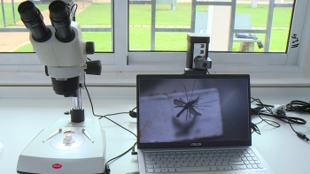 Imagem de São Tomé e Príncipe – Universidade da Califórnia quer introduzir mosquitos modificados no país