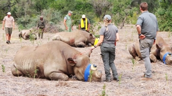 Imagem de Moçambique – Parque Nacional do Zinave repovoado com mais 10 rinocerontes-pretos