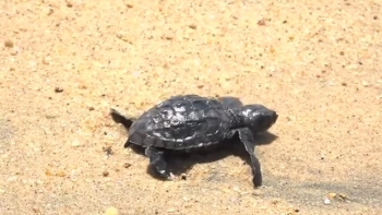 Imagem de Angola – Projeto “Cambeú” garantiu proteção de mais de 67 mil tartarugas marinhas em Benguela