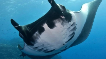 Imagem de Cabo Verde – Novo levantamento revela biodiversidade de tubarões e raias no país