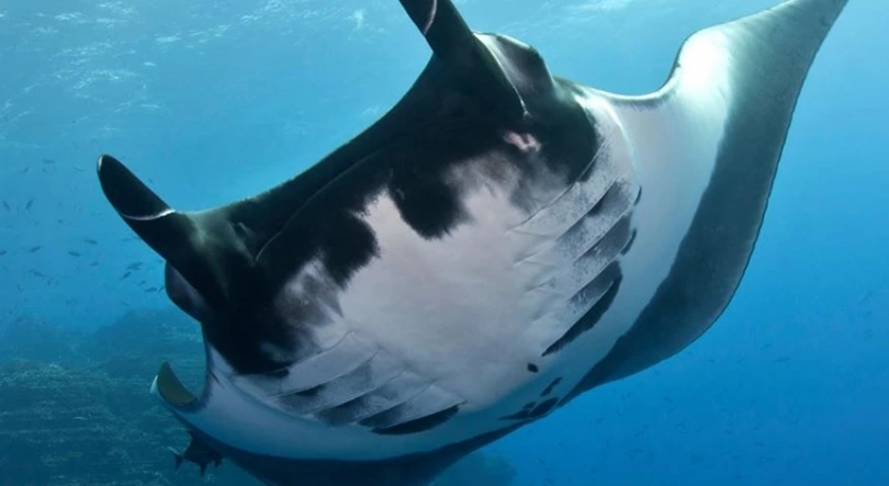 Imagem de Cabo Verde – Novo levantamento revela biodiversidade de tubarões e raias no país