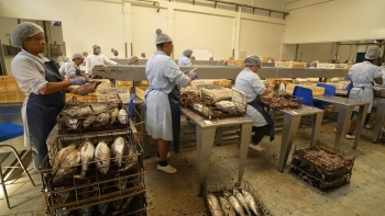 Imagem de Fábrica Santa Catarina, nos Açores, recorre à mão de obra de Cabo Verde para garantir produção
