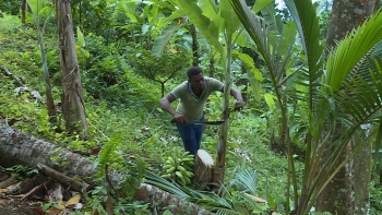 Imagem de São Tomé e Príncipe lançou o terceiro Recenseamento Geral Agrícola